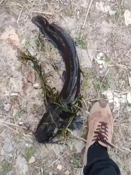 大連西山水庫驚現(xiàn)成群“超大怪魚”