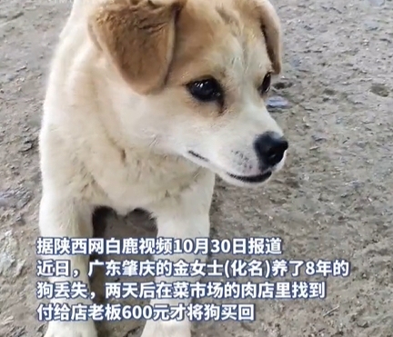 女子丢失爱犬在肉店寻回，需要支付600元才被允许带走