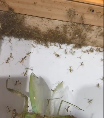 买一送N 蟑螂标本孵出无数小蟑螂 螳螂卵鞘未灭活意外孵化