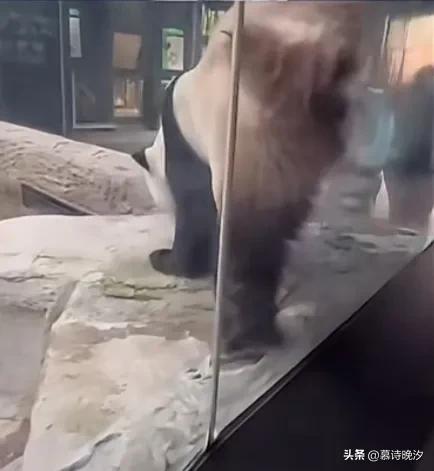 熊猫向游客秀高难度动作 整个熊猫界都没有你在乎的熊猫了吗  