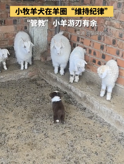 小牧羊犬管教小羊血脉觉醒