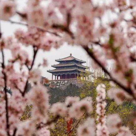 长城脚下桃花海错过等一年 赏春花品文化