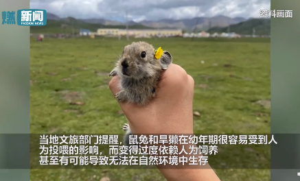 不可以！不可以！祁连山草原游客手抓鼠兔拍照