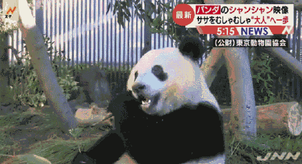 大熊猫“香香”要回国找对象啦 这排面也忒大了