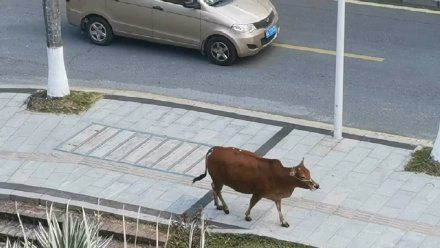 华南农业大学校内现黄牛散步！校方：系教学用牛，有专人看管