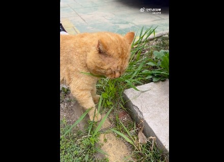 猫不舒服的时候会自己找草药吃