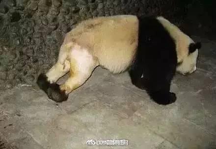 熊猫花花是笨蛋美人吧，还有独一无二无的等边三角形身材