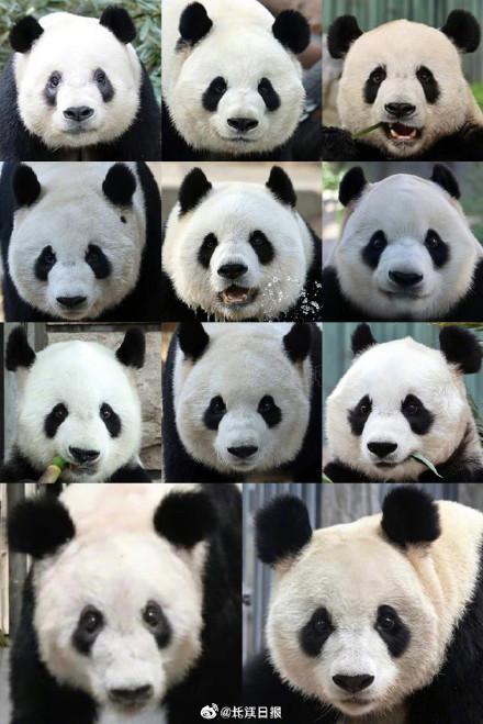 丫丫回家后 北京西直门动物园大熊猫全家福更新 
