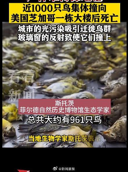  “尸体厚得像地毯”！近千只候鸟撞建筑后死亡