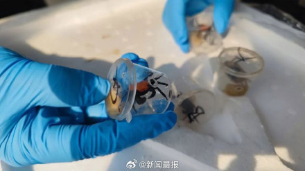 广州海关查获5380只“恶魔蟹” 属外来物种，海关将依法追责
