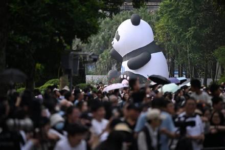 重庆大熊猫莽小五周岁生日 巨型大熊猫玩偶空降重庆动物园