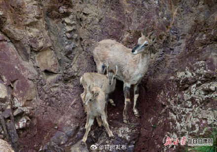 岩羊“母子”在崖壁跳跃奔跑 高山之舞，自然和谐画卷