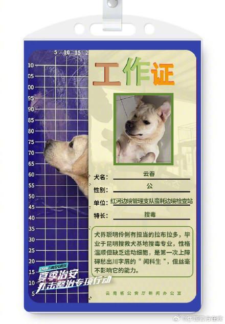 被警犬的工作证件照帅到了 智勇双全的伙伴