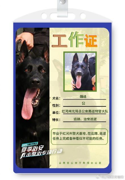 被警犬的工作证件照帅到了 智勇双全的伙伴