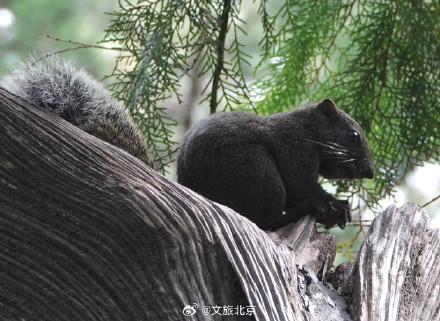 天坛公园松鼠穿梭觅食萌态十足 灵动身影成亮点