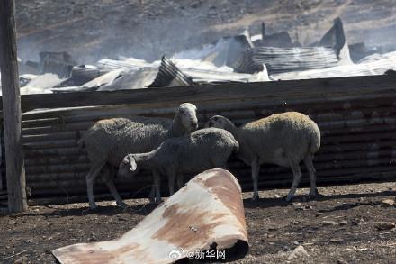 希腊境内未来10天禁止运输绵羊