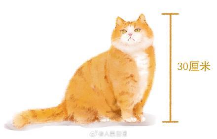 当故宫猫作为文物的计量单位