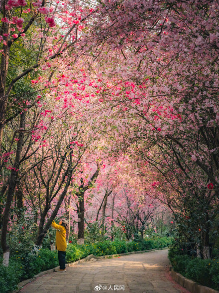 云南有条开满鲜花的河 春日油画般的美景