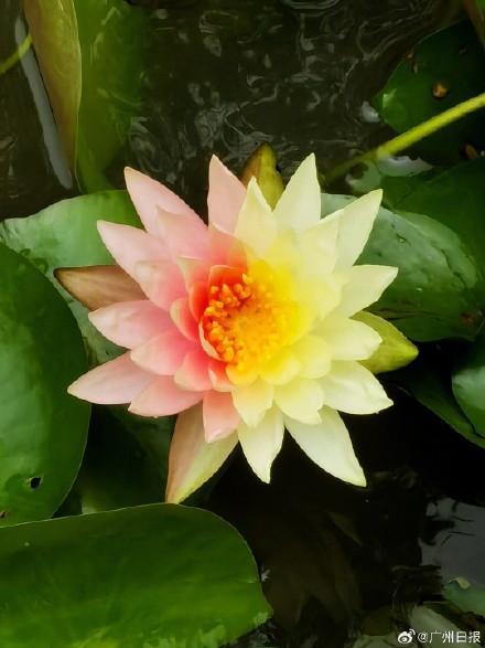 廣州罕見雙色睡蓮綻放 72小時(shí)限時(shí)觀賞