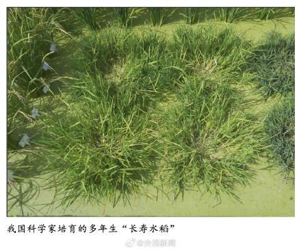 中国培育出长寿水稻 一次播种多年收获