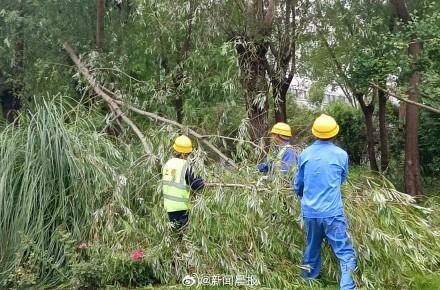上海300多株倒伏树木一夜清零 绿化市容队伍高效处置