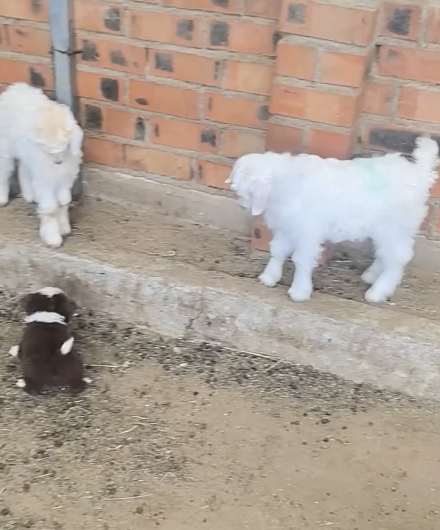 小牧羊犬管教小羊血脉觉醒