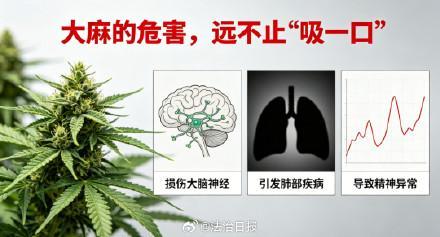 中缅边境一线500株野生大麻植株被铲除 无人机巡查立功