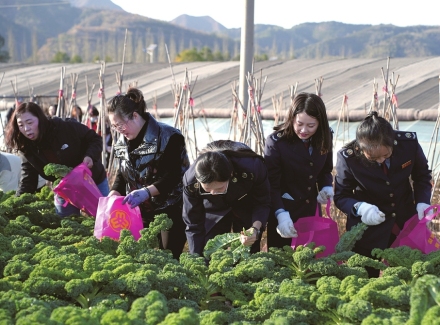 助农采摘践初心 巾帼拾趣话丰收
