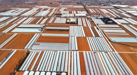 打造“永济洗马西瓜”区域品牌 持续推动西瓜产业提质增效