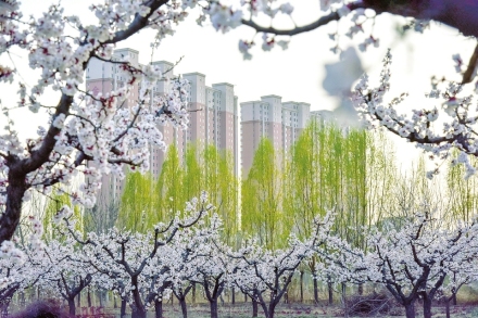 原平市城区春景如画