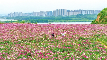 花海美不胜收