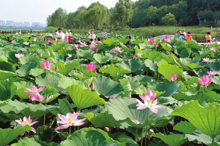 临汾汾河岸边：荷花盛放