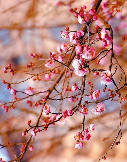 河南多地雪中梅花悄然绽放