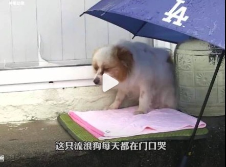 狗狗努力挺直身子渴望被领养