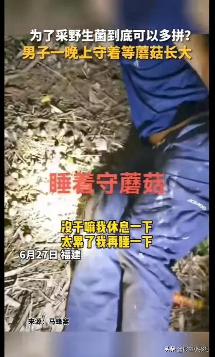 男子守着野生蘑菇睡一夜：要等蘑菇长大一点再挖