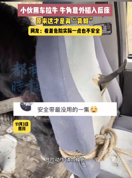 男子运牛时牛角意外插穿车辆座椅，网友：这是真的“背刺”