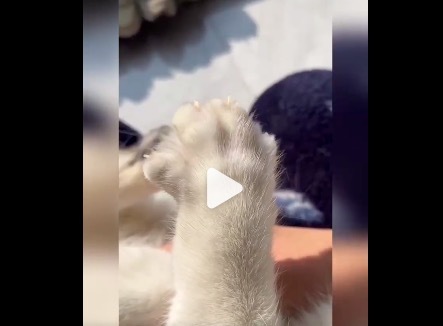 睡在毛巾被上的猫咪爪爪齐着花了 十分松懈好可人！