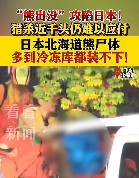 日本抓到一只380公斤巨型棕熊 北海道熊患严重