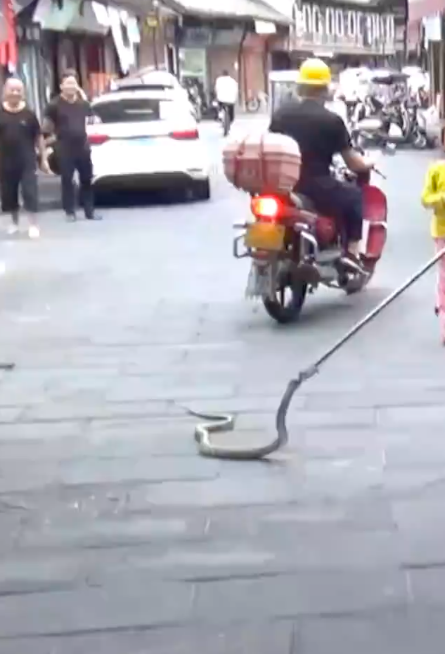 大爷还是你大爷！抓蛇消防员第一次遇到送蛇上门的