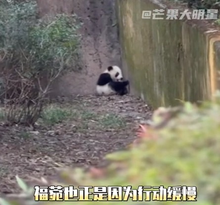 大熊猫福菀遭游客泼水躲起来 