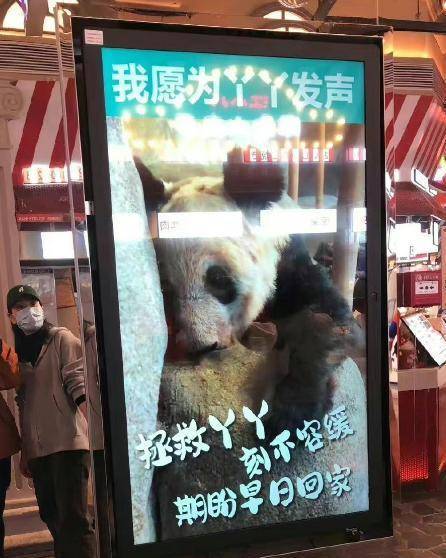 丫丫租借合同临近到期：8日起丫丫起居全部移交中方人员