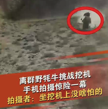 有點(diǎn)太猛了,！新疆一挖掘機(jī)險遭離群野牦牛沖撞