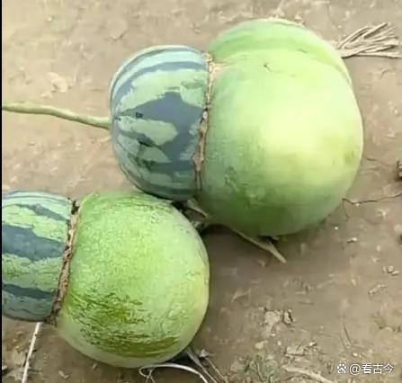 女子在瓜地发现东西瓜