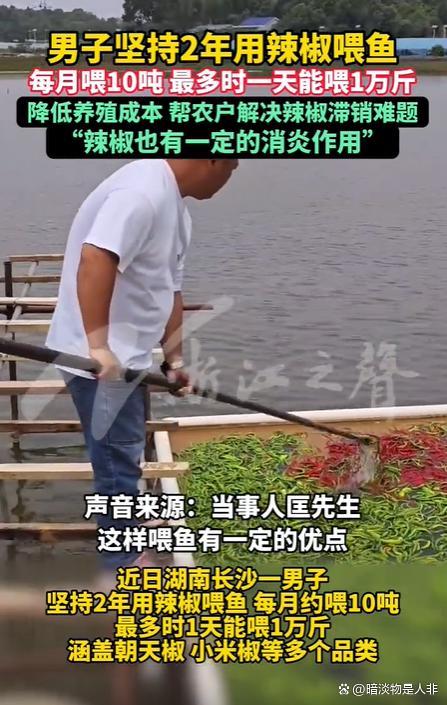 渔场用万斤辣椒喂鱼 口感更佳成本更低