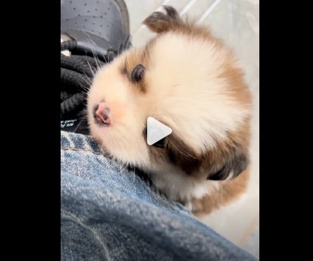 突然被小狗亲了一下 心都化了