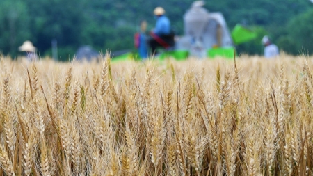 Shandong: Landwirtschaft durch Technologien beflügelt