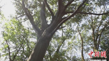 Adoptionsmodell pflegt alte Bäume in Zhoushan