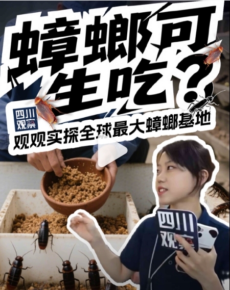 康复新液：从“小强”到药材的身份逆袭，认识美洲大蠊的药用价值