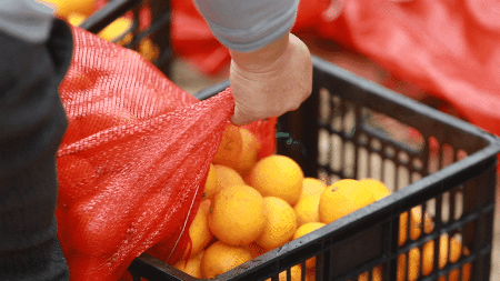 中老铁路开通后 20万斤冰糖橙“坐上”跨境列车