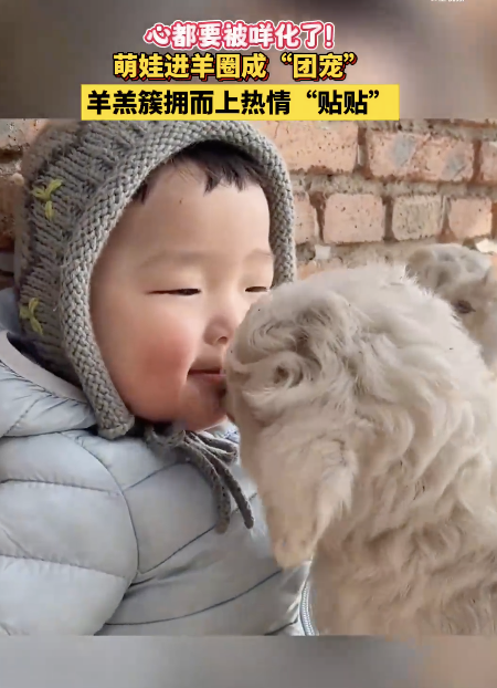 萌娃进羊圈成团宠 小羊羔排队要贴贴！
